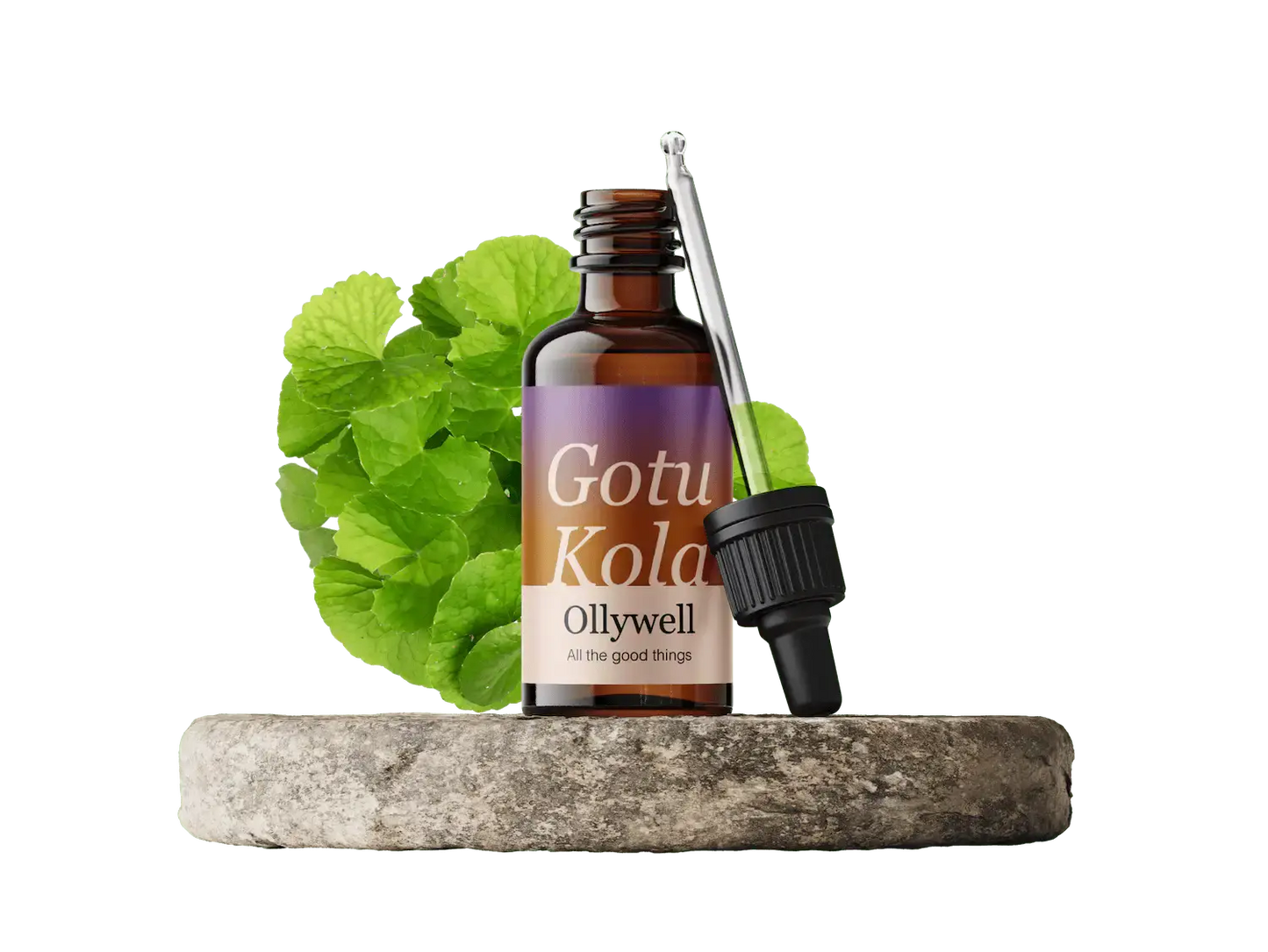 Gotu Kola: Erneuerung+